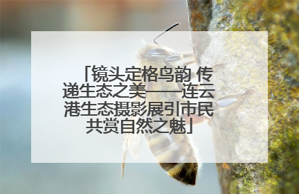 镜头定格鸟韵 传递生态之美——连云港生态摄影展引市民共赏自然之魅