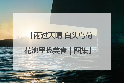雨过天晴 白头鸟荷花池里找美食｜图集