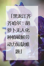 黑龙江齐齐哈尔：胡萝卜无人化种植破解劳动力短缺难题