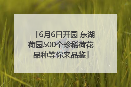 6月6日开园 东湖荷园500个珍稀荷花品种等你来品鉴